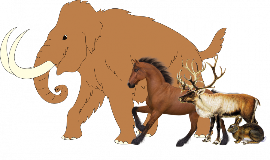 animaux