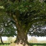 LES ARBRES REMARQUABLES